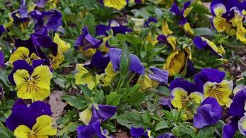 fleur de pensée dans le jardin fleurs de printemps violet et jaune