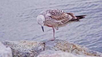 Baby Seagull Standing on Cliffs by the Sea Footage. video