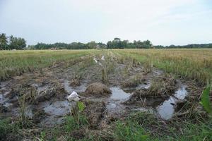 rice fields that have been harvested photo