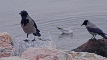 corvo pousado em penhascos à beira-mar está pulando nas pedras. video