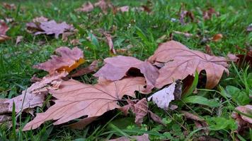 foglie gialle del primo piano che cadono sull'erba nel metraggio di autunno. video