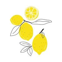 conjunto de limones dibujados a mano vector