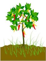 chili tree on the ground vector