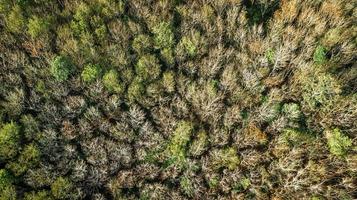 An aerial view of forest . photo