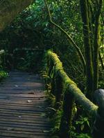 Rainforest in Doi Inthanon National Park , Thailand photo