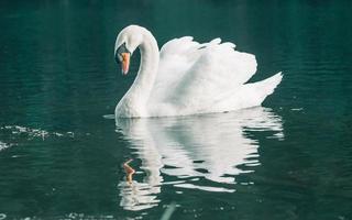 A white swan swimming on the water photo