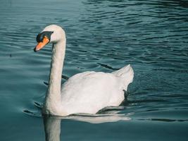 A white swan swimming on the water photo