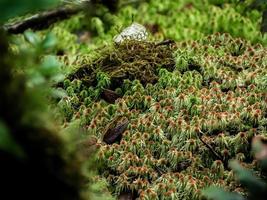 primer plano de varias plantas en la selva tropical foto