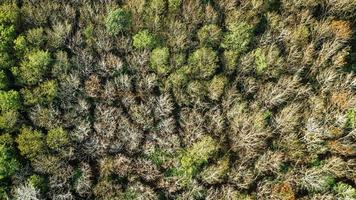 una vista aérea del bosque. foto