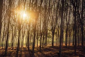 árboles boscosos retroiluminados por la luz del sol dorada antes del atardecer con rayos solares que se derraman a través de los árboles en el suelo del bosque iluminando las ramas de los árboles