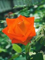 hermosa rosa en el jardín foto