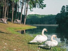 white swan with forest background photo
