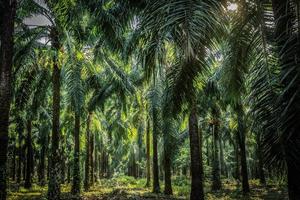 jardín de palmeras, forma de plantación en plantación palmera en jardín tropical foto
