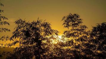 silhouette of bamboo trees during sunset photo