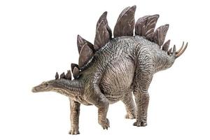 Stegosaurus Dinosaur on white background photo