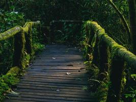 Rainforest in Doi Inthanon National Park , Thailand photo