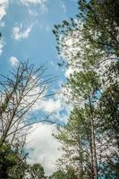 mirar hacia arriba en el bosque de pinos de tailandia foto