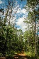 Way and Forest trees on nature background. photo