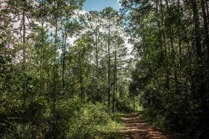 Way and Forest trees on nature background. photo