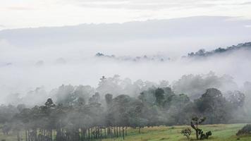 paisaje de bosque en la niebla foto