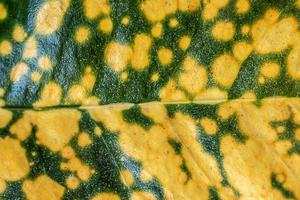 close up macro leaf texture photo