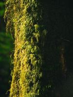 Closeup Various plants in Rainforest photo