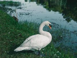 white swan with forest background photo