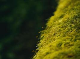 primer plano de varias plantas en la selva tropical foto