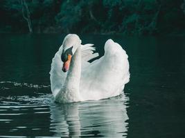 A white swan swimming on the water photo