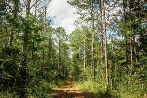 Way and Forest trees on nature background. photo