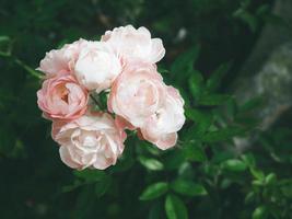 Beautiful rose in the garden photo