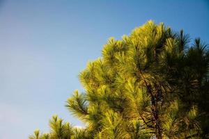pine trees and blue sky photo