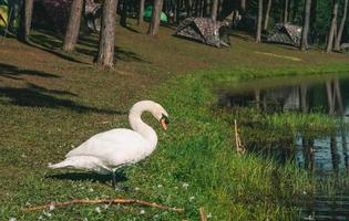 white swan with forest background photo