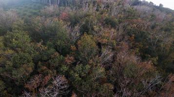 An aerial view of forest . photo