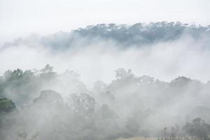 forest landscape in the fog photo