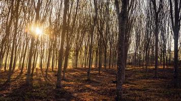 Wooded forest trees backlit by golden sunlight before sunset with sun rays pouring through trees on forest floor illuminating tree branches photo