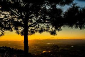 silhouette of pine trees during sunset photo