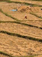 el arroz de campo y el agricultor están cosechando arroz, mae hong son, norte de tailandia foto