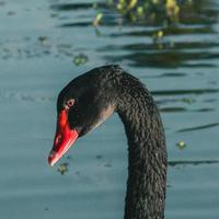 un cisne negro está nadando en el agua foto