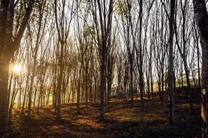 Wooded forest trees backlit by golden sunlight before sunset with sun rays pouring through trees on forest floor illuminating tree branches photo