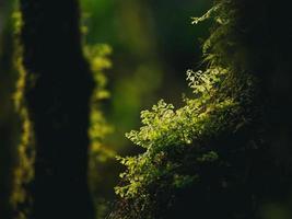 primer plano de varias plantas en la selva tropical foto