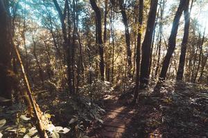 Rainforest in Doi Inthanon National Park , Thailand photo