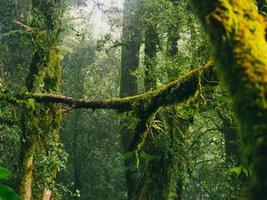 selva tropical en el parque nacional doi inthanon, tailandia foto