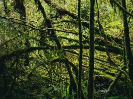 selva tropical en el parque nacional doi inthanon, tailandia foto