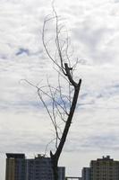 The silhouette of a dead tree under the cloudy sky photo