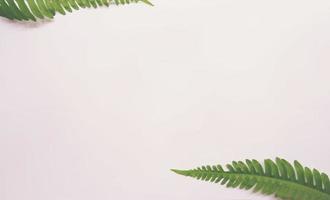 Real tropical leaves on white backgrounds.Botanical nature concepts.flat lay design photo