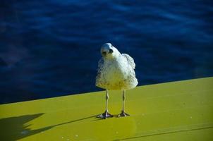 gaviota mira de reojo foto