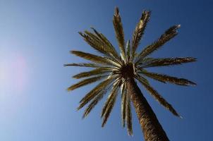 palm and sky photo