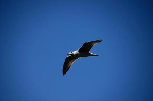 seagull and blue sky photo