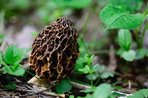 seta morel en primavera foto